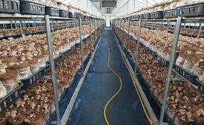 اجرای سیستم تهویه مطبوع پرورش قارچ - مانا تهویه