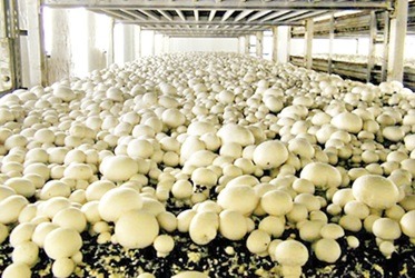 اجرای سیستم تهویه مطبوع پرورش قارچ - مانا تهویه